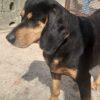 Ghost - 9 anni (nato indicativamente a Febbraio del 2016) - Segugio - Taglia: Grande  Foto 8